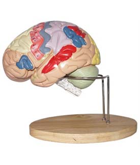 Replica of Human Brain with different parts