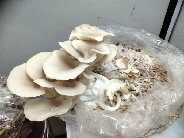 Hybrid Mushroom on display